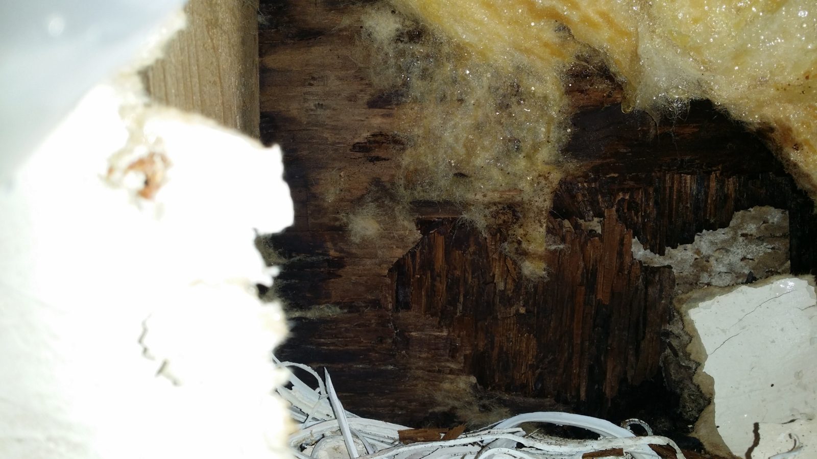 What Makes Mold Grow? Cape Coral Mold Remediation Services