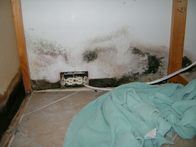 Moldy Kitchen In Cape Coral Cape Coral Mold Remediation Services